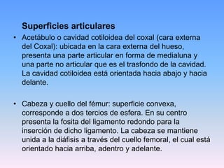 Superficies articulares
• Acetábulo o cavidad cotiloidea del coxal (cara externa
  del Coxal): ubicada en la cara externa del hueso,
  presenta una parte articular en forma de medialuna y
  una parte no articular que es el trasfondo de la cavidad.
  La cavidad cotiloidea está orientada hacia abajo y hacia
  delante.

• Cabeza y cuello del fémur: superficie convexa,
  corresponde a dos tercios de esfera. En su centro
  presenta la fosita del ligamento redondo para la
  inserción de dicho ligamento. La cabeza se mantiene
  unida a la diáfisis a través del cuello femoral, el cual está
  orientado hacia arriba, adentro y adelante.
 