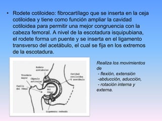 • Rodete cotiloideo: fibrocartílago que se inserta en la ceja
  cotiloidea y tiene como función ampliar la cavidad
  cotiloidea para permitir una mejor congruencia con la
  cabeza femoral. A nivel de la escotadura isquipubiana,
  el rodete forma un puente y se inserta en el ligamento
  transverso del acetábulo, el cual se fija en los extremos
  de la escotadura.

                                      Realiza los movimientos
                                      de
                                      - flexión, extensión
                                      -abducción, aducción,
                                      - rotación interna y
                                      externa.
 