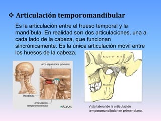  Articulación temporomandibular
 Es la articulación entre el hueso temporal y la
 mandíbula. En realidad son dos articulaciones, una a
 cada lado de la cabeza, que funcionan
 sincrónicamente. Es la única articulación móvil entre
 los huesos de la cabeza.




                              Vista lateral de la articulación
                              temporomandibular en primer plano.
 