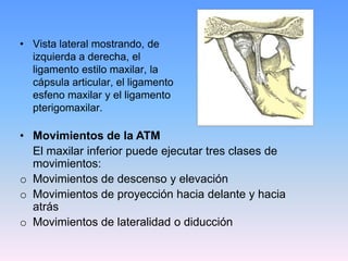 • Vista lateral mostrando, de
  izquierda a derecha, el
  ligamento estilo maxilar, la
  cápsula articular, el ligamento
  esfeno maxilar y el ligamento
  pterigomaxilar.

• Movimientos de la ATM
  El maxilar inferior puede ejecutar tres clases de
  movimientos:
o Movimientos de descenso y elevación
o Movimientos de proyección hacia delante y hacia
  atrás
o Movimientos de lateralidad o diducción
 