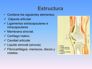 Estructura
• Contiene los siguientes elementos:
 Cápsula articular
 Ligamentos extracapsulares e
  intracapsulares
 Membrana sinovial.
 Cartílago hialino.
 Cavidad articular
 Liquido sinovial (sinovia)
 Fibrocartílagos: meniscos, discos y
  rodetes.
 