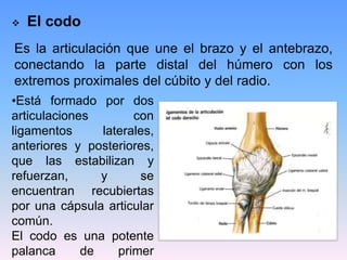    El codo
Es la articulación que une el brazo y el antebrazo,
conectando la parte distal del húmero con los
extremos proximales del cúbito y del radio.
•Está formado por dos
articulaciones        con
ligamentos      laterales,
anteriores y posteriores,
que las estabilizan y
refuerzan,      y      se
encuentran recubiertas
por una cápsula articular
común.
El codo es una potente
palanca      de    primer
 