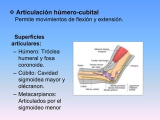  Articulación húmero-cubital
 Permite movimientos de flexión y extensión.


 Superficies
articulares:
 – Húmero: Tróclea
   humeral y fosa
   coronoide.
 – Cúbito: Cavidad
   sigmoidea mayor y
   olécranon.
 – Metacarpianos:
   Articulados por el
   sigmoideo menor
 