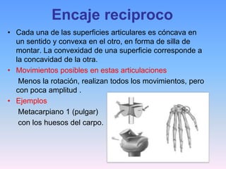 Encaje reciproco
• Cada una de las superficies articulares es cóncava en
  un sentido y convexa en el otro, en forma de silla de
  montar. La convexidad de una superficie corresponde a
  la concavidad de la otra.
• Movimientos posibles en estas articulaciones
   Menos la rotación, realizan todos los movimientos, pero
  con poca amplitud .
• Ejemplos
   Metacarpiano 1 (pulgar)
   con los huesos del carpo.
 