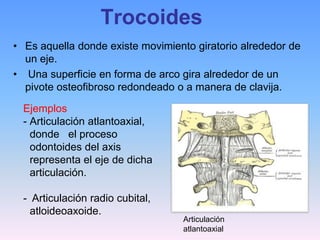 Trocoides
• Es aquella donde existe movimiento giratorio alrededor de
  un eje.
• Una superficie en forma de arco gira alrededor de un
  pivote osteofibroso redondeado o a manera de clavija.

  Ejemplos
  - Articulación atlantoaxial,
    donde el proceso
    odontoides del axis
    representa el eje de dicha
    articulación.

  - Articulación radio cubital,
    atloideoaxoide.
                                  Articulación
                                  atlantoaxial
 