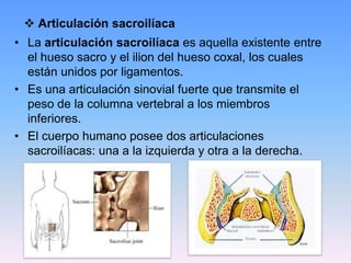  Articulación sacroilíaca
• La articulación sacroilíaca es aquella existente entre
  el hueso sacro y el ilion del hueso coxal, los cuales
  están unidos por ligamentos.
• Es una articulación sinovial fuerte que transmite el
  peso de la columna vertebral a los miembros
  inferiores.
• El cuerpo humano posee dos articulaciones
  sacroilíacas: una a la izquierda y otra a la derecha.
 