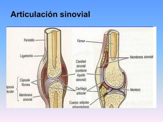 Articulación sinovial
 