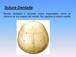 Sutura Dentada:
Bordes dentados o serrados (como engranajes), como se
observa en los huesos del cráneo. Por ejemplo la sutura sagital.
 