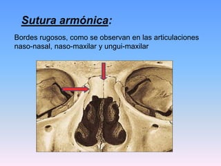 Sutura armónica:
Bordes rugosos, como se observan en las articulaciones
naso-nasal, naso-maxilar y ungui-maxilar
 