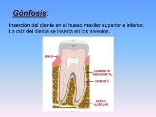 Gónfosis:
Inserción del diente en el hueso maxilar superior e inferior.
La raíz del diente se inserta en los alveolos.
 