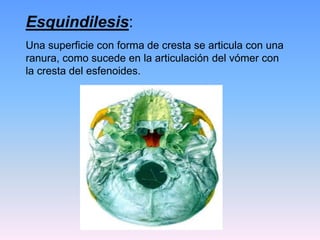 Esquindilesis:
Una superficie con forma de cresta se articula con una
ranura, como sucede en la articulación del vómer con
la cresta del esfenoides.
 