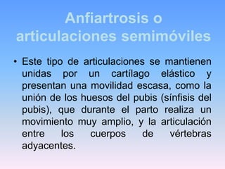 Anfiartrosis o
articulaciones semimóviles
• Este tipo de articulaciones se mantienen
  unidas por un cartílago elástico y
  presentan una movilidad escasa, como la
  unión de los huesos del pubis (sínfisis del
  pubis), que durante el parto realiza un
  movimiento muy amplio, y la articulación
  entre    los   cuerpos     de   vértebras
  adyacentes.
 