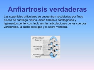 Anfiartrosis verdaderas
Las superficies articulares se encuentran recubiertas por finos
discos de cartílago hialino, disco fibroso o cartilaginoso y
ligamentos periféricos. Incluyen las articulaciones de los cuerpos
vertebrales, la sacro-coccígea y la sacro-vertebral.
 