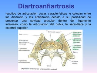 Diartroanfiartrosis
•subtipo de articulación cuyas características le colocan entre
las diartrosis y las anfiartrosis debido a su posibilidad de
presentar una cavidad articular dentro del ligamento
interóseo, como la articulación del pubis, la sacroilíaca y la
esternal superior
 