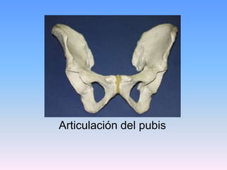 Articulación del pubis
 