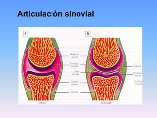 Articulación sinovial
 