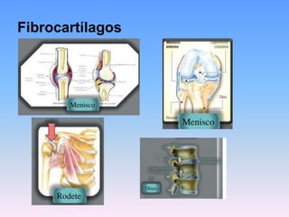 Fibrocartílagos
 