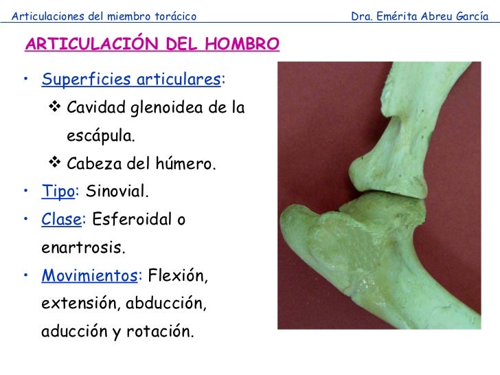 Duele el cuello del derecho y la espátula del derecho
