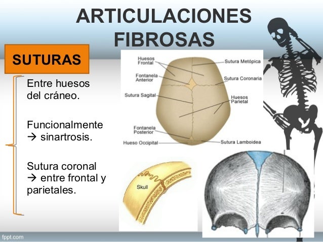 Articulaciones en general- anatomía