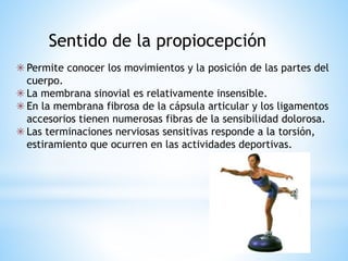 Articulaciones | PPTX