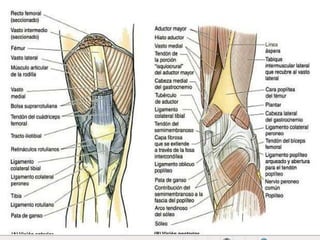 ART. RODILLACONDILOS FEMORALESFOSA INTERCONDÍLEALIGAMENTOS CRUZADOSMENISCOSCABEZA DE PERONÉMESETA TIBIALTUBEROSIDAD TIBIALEN AZUL, CARTÍLAGO ARTICULAR