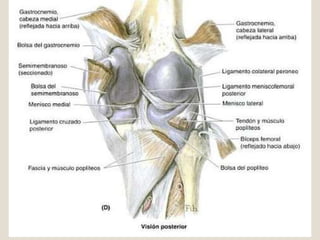 Capsula articular de la A. de la rodilla Es tipica ya que consta de una membrana fibrosa externa y una membrana sinovial interna  que reviste todas las superficies interna de la cavidad articular que no esta recubiertas de cartílago articular . la membrana fibrosa posee una abrebiatura posterior al condilo lateral de la tibia por la que pasa hacia afuera el tendon del popliteo