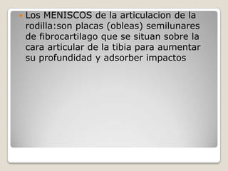 Para insertarse en la tibia La extensa MEMBRANA SINOVIAL DE LA CAPSULA :reviste todas las superficies que rodean la cavidad articular (el espacio que continen el liquido sinovial) y no esta recubiertas por cartilago articular 