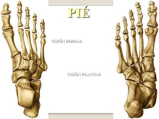Movimientos de la articulacion de la rodilla La felxion y  la extension son los principales Rotacion ,cuando se flexiona 