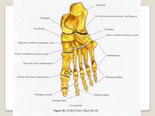 Articulación tibioperonea y sindesmosis tibioperonea  
