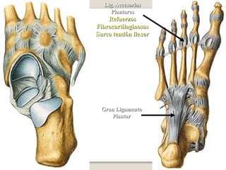 sindesmosis tibioperoneaEs una articulacion fibrosa compuesta Es la union fibrosa que se establece entre la tibia y el perone por media de la membrana interosea (que une los cuerpos )NOTA:la integridad de la articulacion tibioperonea inferior es esencial para la estabilidadde la articulacion talocular ya que sostiene el maleolo lateral firmemente contra la cara lateral del astrago