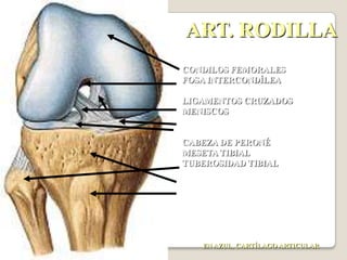 Espondilólisis y espondilolistesisSuelen afectar a la parte baja de la espalda