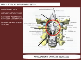 ARTICULACION ATLANTO-AXOIDEA MEDIAL




                                ARTICULACIONES SIVOVIALES DEL CRANEO
 