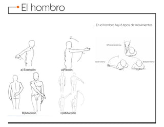 Articulaciones y movimientos