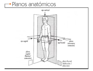 Articulaciones y movimientos