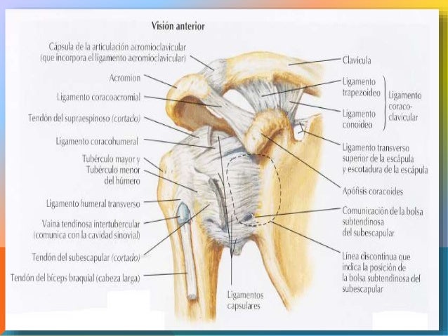 Articulacion glenohumeral
