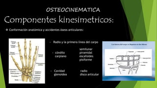 OSTEOCINEMATICA 
Componentes kinesimetricos: 
 Conformación anatómica y accidentes óseos articulares: 
- Radio y la primera línea del carpo 
semilunar 
- cóndilo piramidal 
carpiano escafoides 
pisiforme 
- Cavidad radio 
glenoidea disco articular 
 