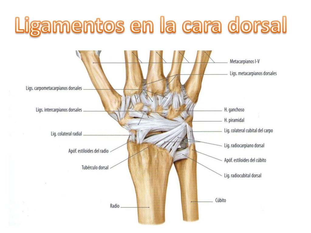 Articulacion Radiocubital | Hot Sex Picture
