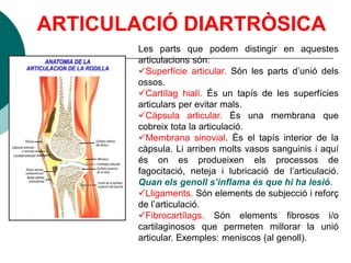 ARTICULACIÓ DIARTRÒSICA
        Les parts que podem distingir en aquestes
        articulacions són:
        Superfície articular. Són les parts d’unió dels
        ossos.
        Cartílag hialí. És un tapís de les superfícies
        articulars per evitar mals.
        Càpsula articular. És una membrana que
        cobreix tota la articulació.
        Membrana sinovial. És el tapís interior de la
        càpsula. Li arriben molts vasos sanguinis i aquí
        és on es produeixen els processos de
        fagocitació, neteja i lubricació de l’articulació.
        Quan els genoll s’inflama és que hi ha lesió.
        Lligaments. Són elements de subjecció i reforç
        de l’articulació.
        Fibrocartílags. Són elements fibrosos i/o
        cartilaginosos que permeten millorar la unió
        articular. Exemples: meniscos (al genoll).
 