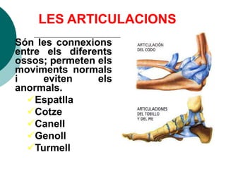 LES ARTICULACIONS
Són les connexions
entre els diferents
ossos; permeten els
moviments normals
i    eviten     els
anormals.
  Espatlla
  Cotze
  Canell
  Genoll
  Turmell
 
