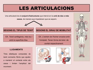 LES ARTICULACIONS Una articulació és el  conjunt d'estructures  que intervé en la  unió de dos o més ossos , de manera que impedeixen que se separin. SEGONS EL TIPUS DE TEIXIT   SEGONS EL  GRAU DE MOBILITAT EX.  Teixit cartilaginós, més tou i amb la superfície llisa. EX.  L'extrem de l'húmer encaixa amb l'omòplat. Tenen forma de bola i de cavitat respectivament. LLIGAMENTS Tires elàstiques compostes de teixit connectiu fibrós que ajuden a mantenir el contacte entre els ossos i limiten l’amplitud del moviment. 