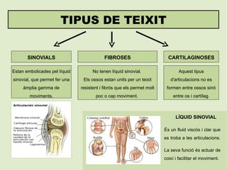 TIPUS DE TEIXIT SINOVIALS Estan embolicades pel líquid sinovial, que permet fer una àmplia gamma de moviments. FIBROSES CARTILAGINOSES No tenen líquid sinovial.  Els ossos estan units per un teixit resistent i fibrós que els permet molt poc o cap moviment.  Aquest tipus d'articulacions no es formen entre ossos sinó entre os i cartílag. LÍQUID SINOVIAL És un fluid viscós i clar que es troba a les articulacions.  La seva funció és actuar de coixí i facilitar el moviment. 