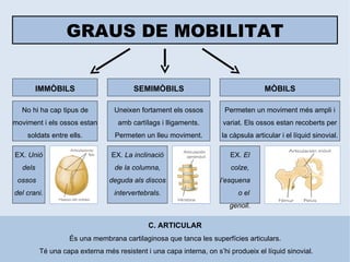 GRAUS DE MOBILITAT IMMÒBILS No hi ha cap tipus de moviment i els ossos estan soldats entre ells. SEMIMÒBILS MÒBILS Uneixen fortament els ossos amb cartílags i lligaments. Permeten un lleu moviment. Permeten un moviment més ampli i variat. Els ossos estan recoberts per la càpsula articular i el líquid sinovial. EX . Unió dels ossos  del crani. EX . La inclinació de la columna, deguda als discos intervertebrals. EX . El colze, l’esquena  o el genoll. C. ARTICULAR És una membrana cartilaginosa que tanca les superfícies articulars.  Té una capa externa més resistent i una capa interna, on s’hi produeix el líquid sinovial. 
