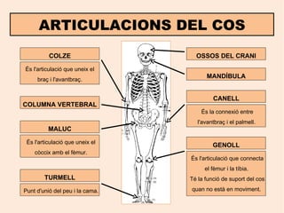 ARTICULACIONS DEL COS COLZE És l'articulació que uneix el braç i l'avantbraç. TURMELL Punt d'unió del peu i la cama. GENOLL És l'articulació que connecta el fèmur i la tíbia.  Té la funció de suport del cos quan no està en moviment.  És l'articulació que uneix el còccix amb el fèmur. MALUC És la connexió entre l'avantbraç i el palmell.  CANELL OSSOS DEL CRANI MANDÍBULA COLUMNA VERTEBRAL 