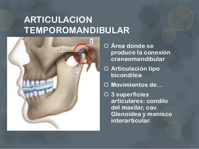 Articulacion temporomandibular