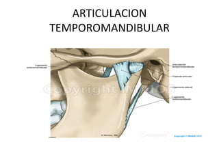 Articulacion temporomandibular