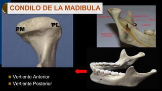Cóndilo Mandibular