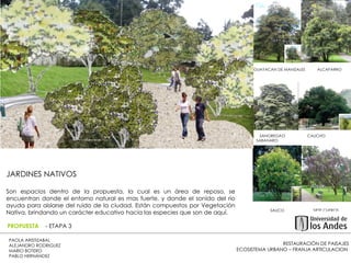 GUAYACAN DE MANIZALES  ALCAPARRO SANGREGAO  CAUCHO SABANARO SAUCO  SIETE CUEROS JARDINES NATIVOS Son espacios dentro de la propuesta, la cual es un área de reposo, se encuentran donde el entorno natural es mas fuerte, y donde el sonido del rio ayuda para aislarse del ruido de la ciudad. Están compuestos por Vegetación Nativa, brindando un carácter educativo hacia las especies que son de aquí. RESTAURACIÓN DE PAISAJES ECOSISTEMA URBANO – FRANJA ARTICULACION  PAOLA ARISTIZABAL  ALEJANDRO RODRIGUEZ  MARIO BOTERO  PABLO HERNÁNDEZ  PROPUESTA  - ETAPA 3 