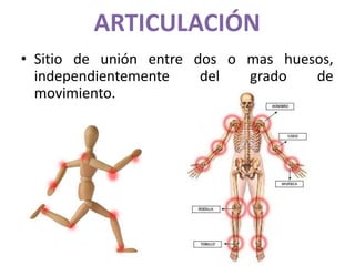 ARTICULACIÓN
• Sitio de unión entre dos o mas huesos,
independientemente del grado de
movimiento.
 