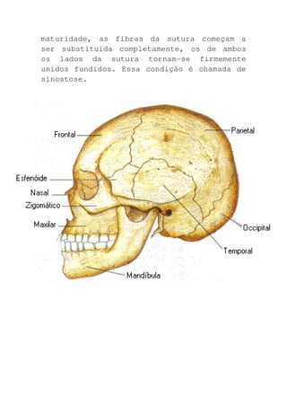 maturidade, as fibras da sutura começam a
ser substituída completamente, os de ambos
os lados da sutura tornam-se firmemente
unidos fundidos. Essa condição é chamada de
sinostose.
 