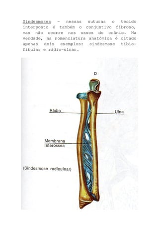 Sindesmoses - nessas suturas o tecido
interposto é também o conjuntivo fibroso,
mas não ocorre nos ossos do crânio. Na
verdade, na nomenclatura anatômica é citado
apenas dois exemplos: sindesmose tíbio-
fibular e rádio-ulnar.
 